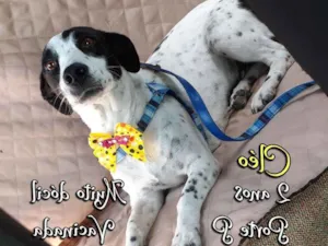 Cachorro raça SRD idade 2 anos nome Cléo 