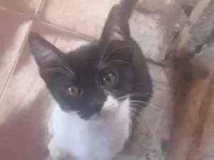 Gato raça Ráça não definida  idade Abaixo de 2 meses nome Frajolínha 