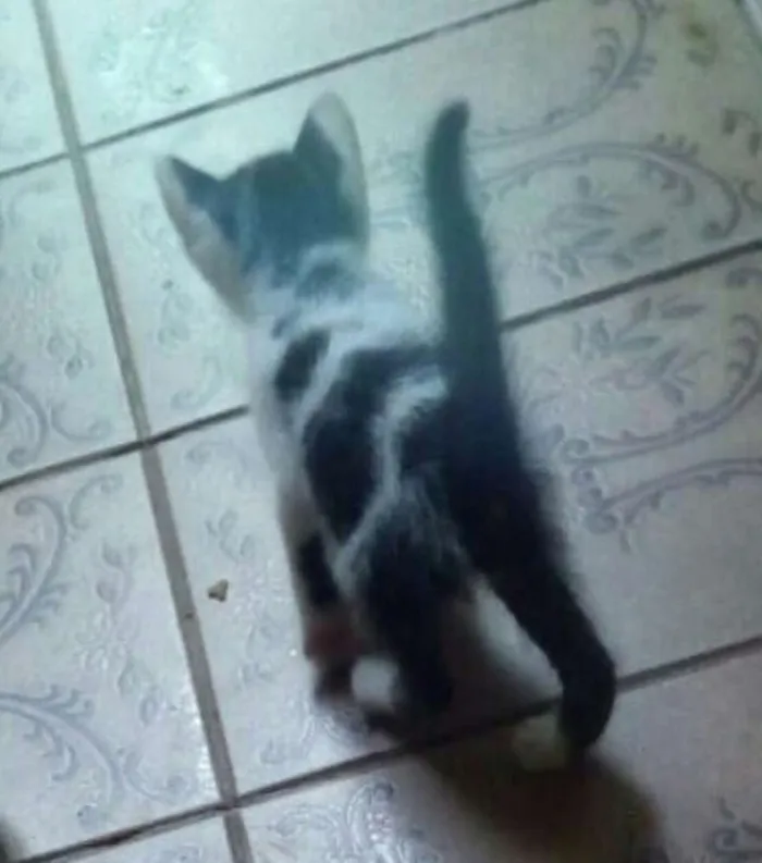 Gato ra a Ráça não definida  idade Abaixo de 2 meses nome N tem nome ainda 