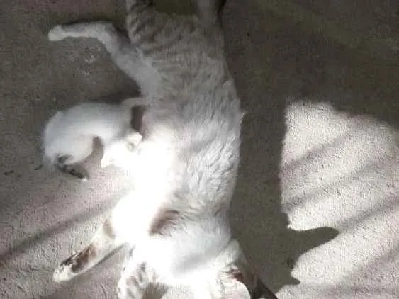 Gato ra a  idade 2 a 6 meses nome Sem nome 