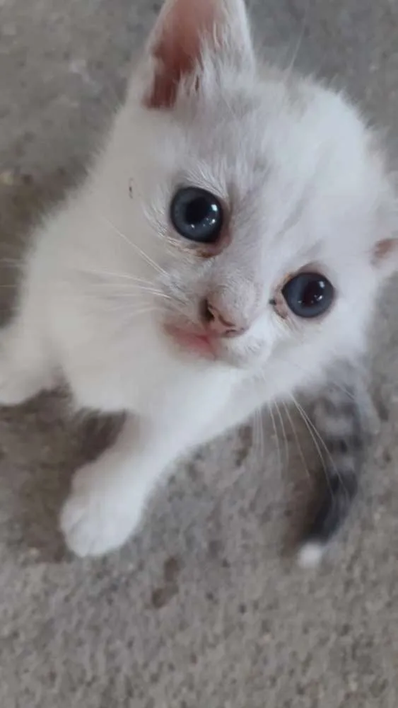 Gato ra a  idade 2 a 6 meses nome Sem nome 