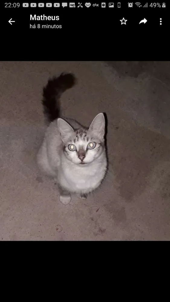 Gato ra a  idade 2 a 6 meses nome Sem nome 