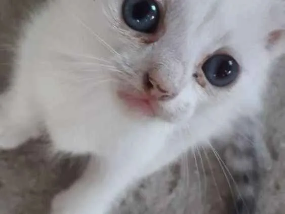 Gato ra a  idade 2 a 6 meses nome Sem nome 
