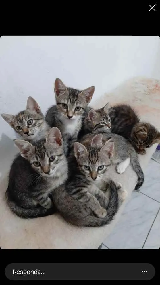 Gato ra a  idade 2 a 6 meses nome Sem nome definitivo