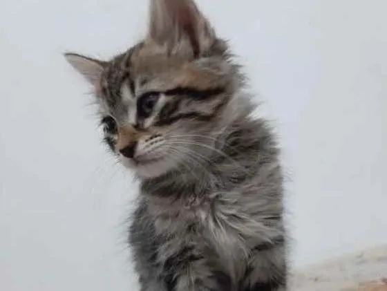 Gato ra a  idade 2 a 6 meses nome Sem nome definitivo