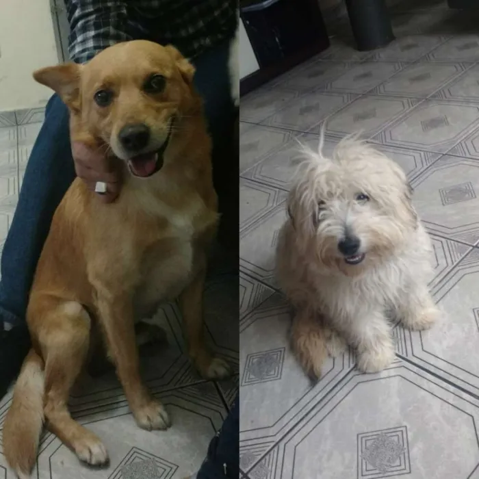 Cachorro ra a Não definida idade 1 ano nome Thor 