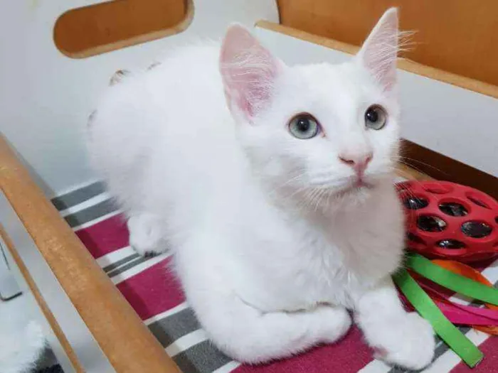 Gato ra a SRD idade 2 a 6 meses nome Gael