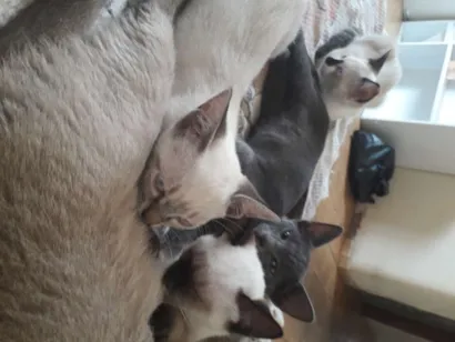 Gato raça vira lata idade 2 a 6 meses nome sem nome
