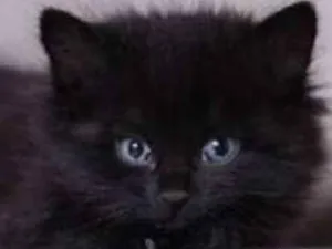 Gato raça Nao definida idade Abaixo de 2 meses nome Não tem