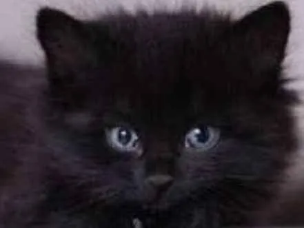 Gato ra a Nao definida idade Abaixo de 2 meses nome Não tem