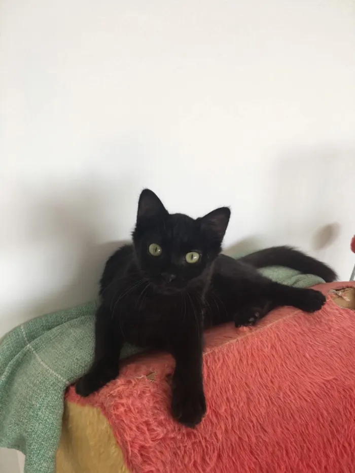 Gato ra a Sem raça  idade 2 a 6 meses nome Cookie