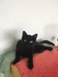 Cookie