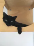 Cookie
