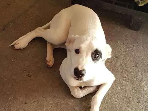 Cachorro ra a SRD  idade 2 a 6 meses nome King