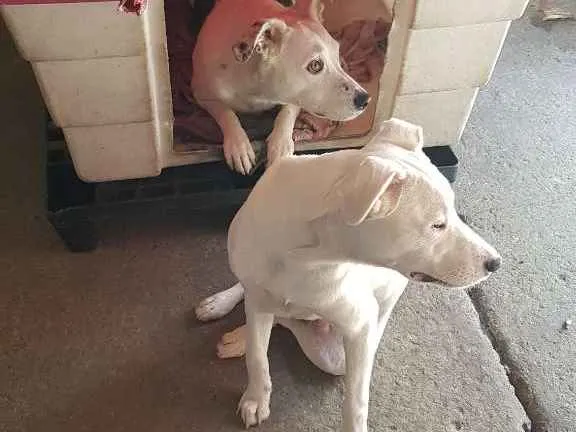Cachorro ra a SRD  idade 2 a 6 meses nome King