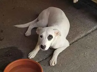 Cachorro ra a SRD  idade 2 a 6 meses nome King