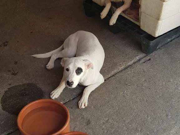 Cachorro ra a SRD  idade 2 a 6 meses nome King