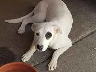 Cachorro ra a SRD  idade 2 a 6 meses nome King