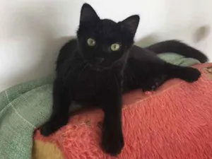 Gato raça Sem raça  idade 2 a 6 meses nome Cookie