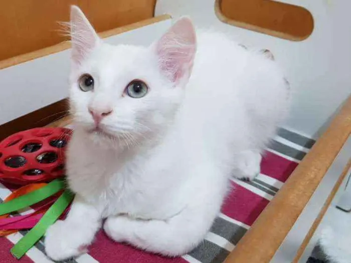 Gato ra a SRD idade 2 a 6 meses nome Gael