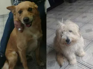 Cachorro raça Não definida idade 1 ano nome Thor 