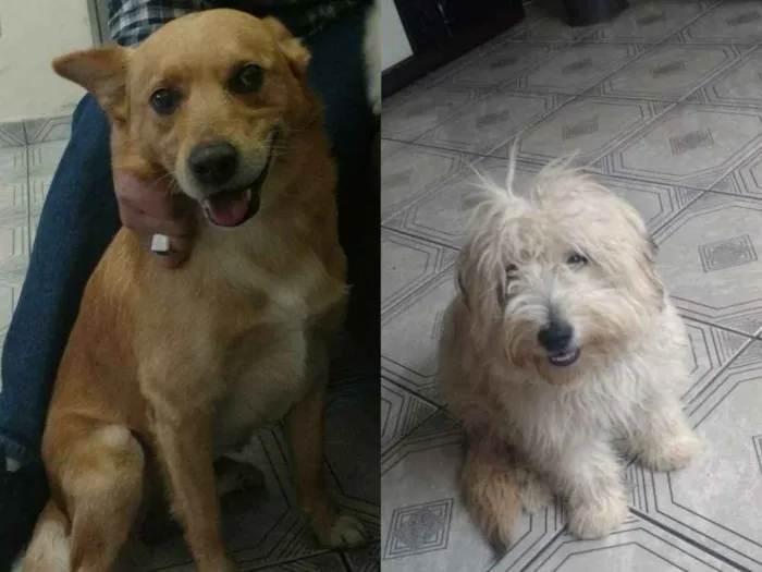 Cachorro ra a Não definida idade 1 ano nome Thor 