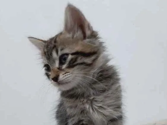 Gato ra a  idade 2 a 6 meses nome Sem nome definitivo