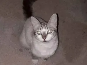 Gato raça  idade 2 a 6 meses nome Sem nome 