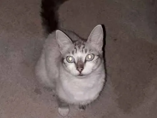 Gato ra a  idade 2 a 6 meses nome Sem nome 