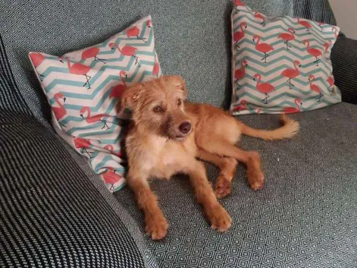 Cachorro raça SRD idade 2 a 6 meses nome Bob