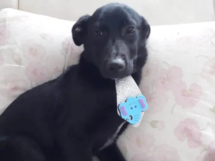 Cachorro ra a Srd pretinho lindo  idade 7 a 11 meses nome Bobby lindo bebê 