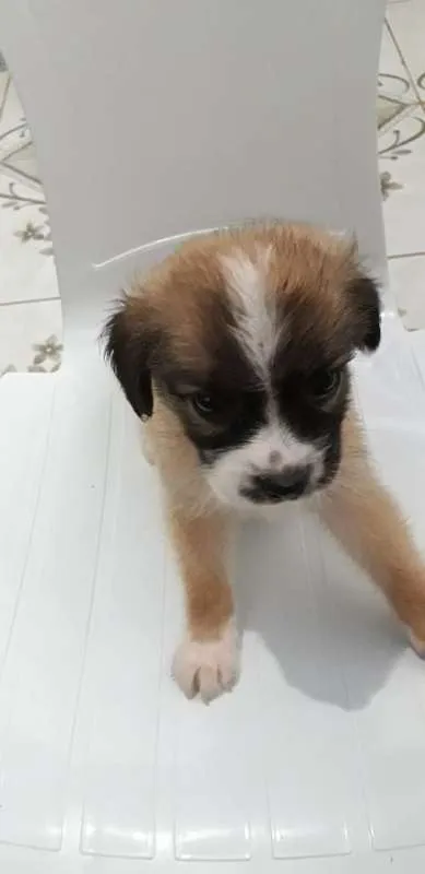 Cachorro ra a MESTIÇA idade Abaixo de 2 meses nome SEM NOME