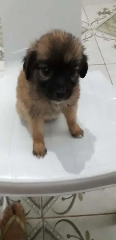 Cachorro ra a MESTIÇA idade Abaixo de 2 meses nome SEM NOME