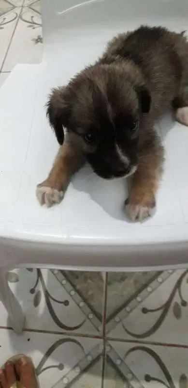 Cachorro ra a MESTIÇA idade Abaixo de 2 meses nome SEM NOME