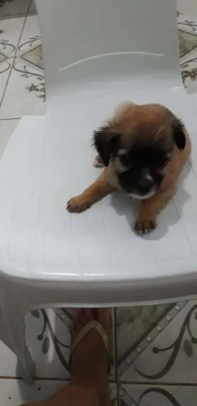 Cachorro ra a MESTIÇA idade Abaixo de 2 meses nome SEM NOME