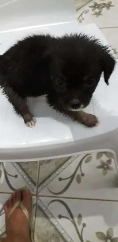 Cachorro ra a MESTIÇA idade Abaixo de 2 meses nome SEM NOME