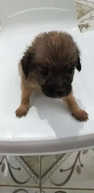 Cachorro ra a MESTIÇA idade Abaixo de 2 meses nome SEM NOME