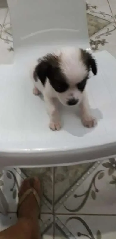 Cachorro ra a MESTIÇA idade Abaixo de 2 meses nome SEM NOME