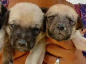 Cachorro raça Srd idade Abaixo de 2 meses nome Sem nome