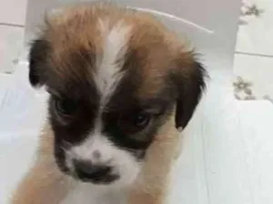 Cachorro raça MESTIÇA idade Abaixo de 2 meses nome SEM NOME