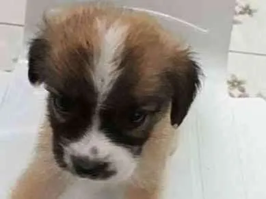 Cachorro ra a MESTIÇA idade Abaixo de 2 meses nome SEM NOME