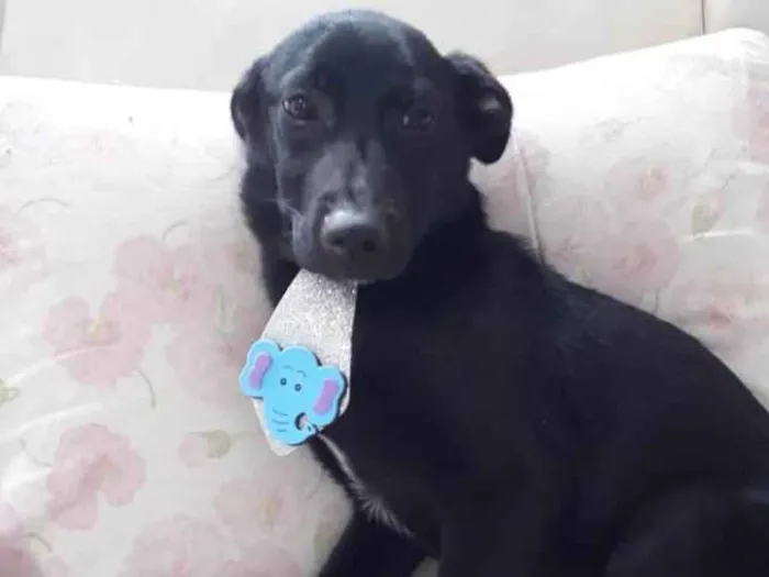 Cachorro ra a Srd pretinho lindo  idade 7 a 11 meses nome Bobby lindo bebê 