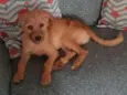 Bob