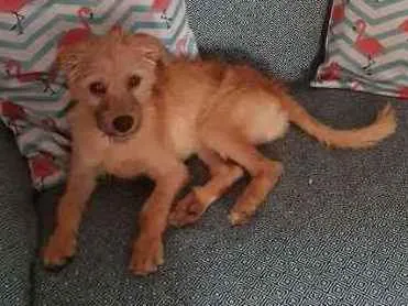 Cachorro raça SRD idade 2 a 6 meses nome Bob
