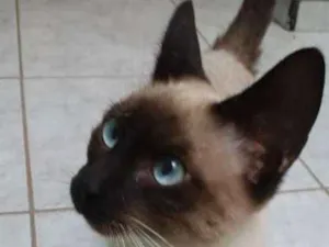 Gato raça siames  idade 2 a 6 meses nome menino