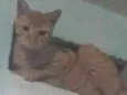 Rabíto 