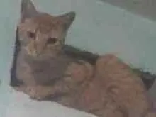 Gato raça Ráça não definida  idade 7 a 11 meses nome Rabíto 