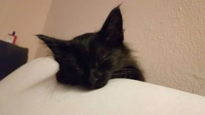 Gato ra a srd idade Abaixo de 2 meses nome Pretinha
