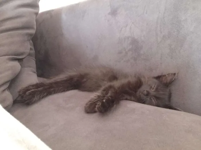 Gato ra a srd idade Abaixo de 2 meses nome Pretinha