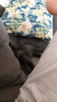 Pretinha